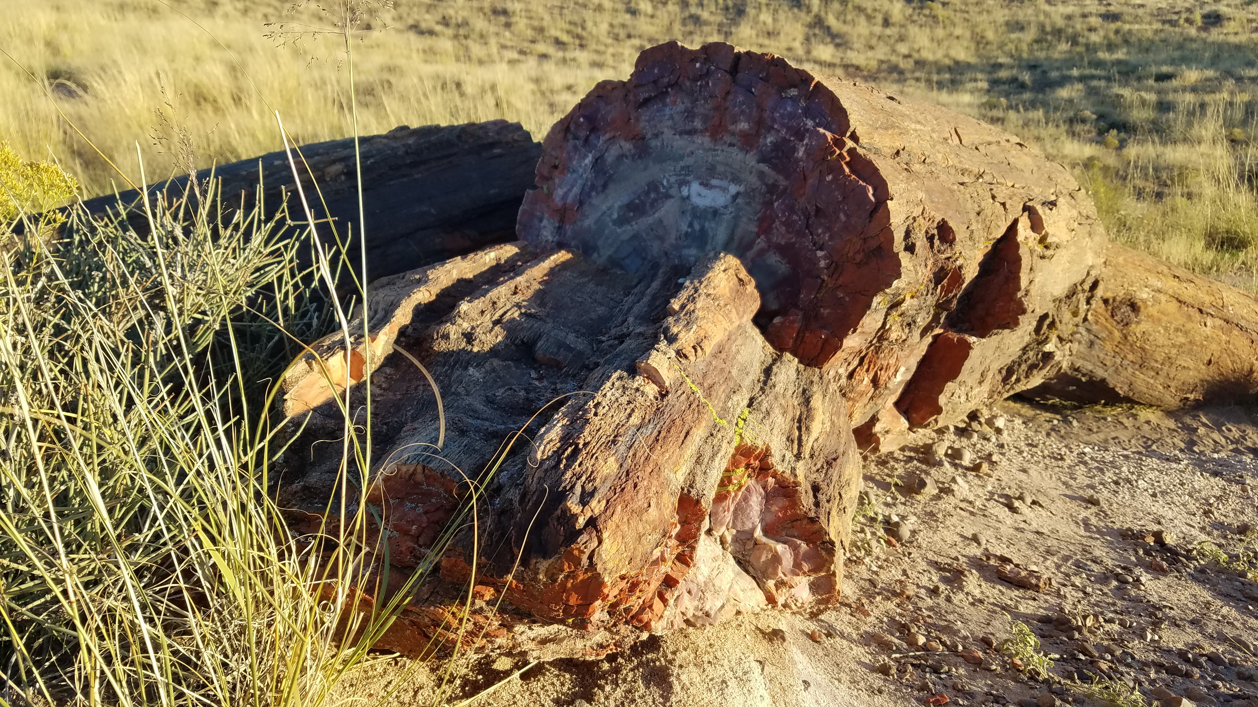 Por que os troncos de uma floresta petrificada parecem serrados