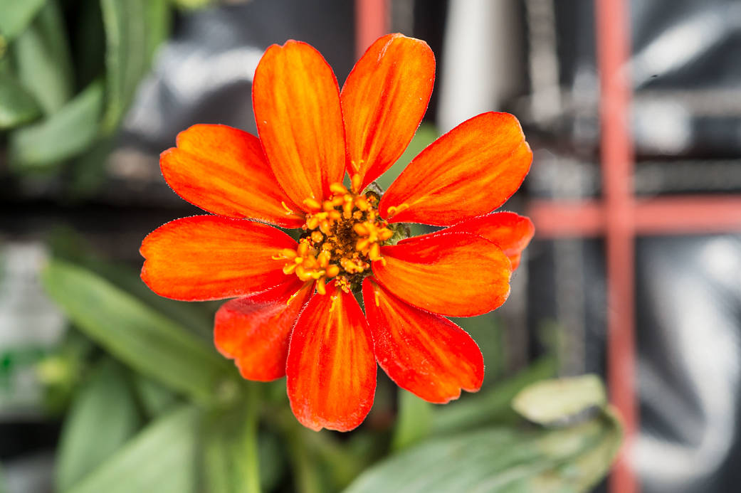 As flores que ensinaram um astronauta a decidir quando regar