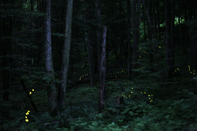 Como os vagalumes sincronizam seus lampejos na floresta