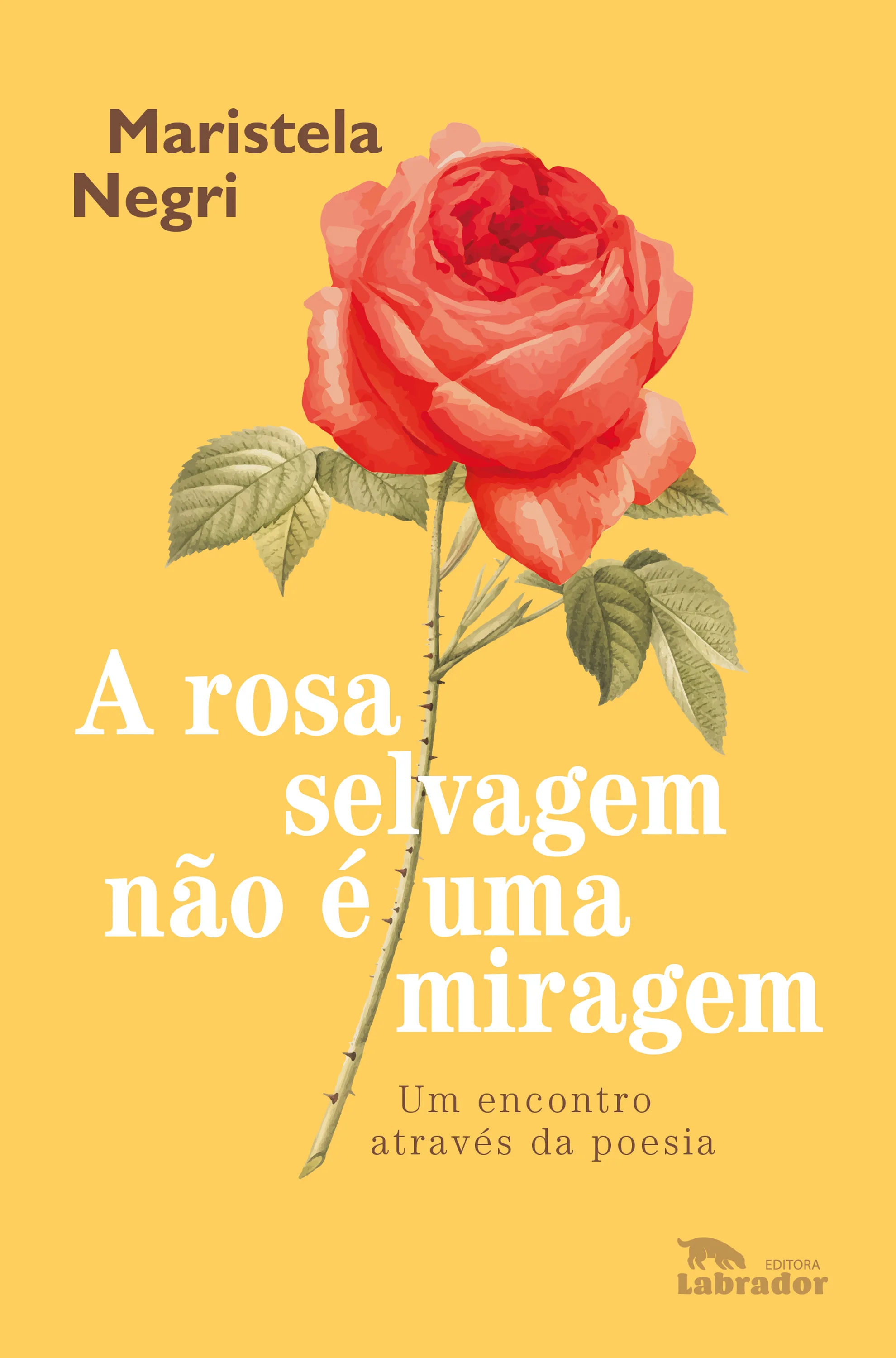 A rosa selvagem não é uma miragem