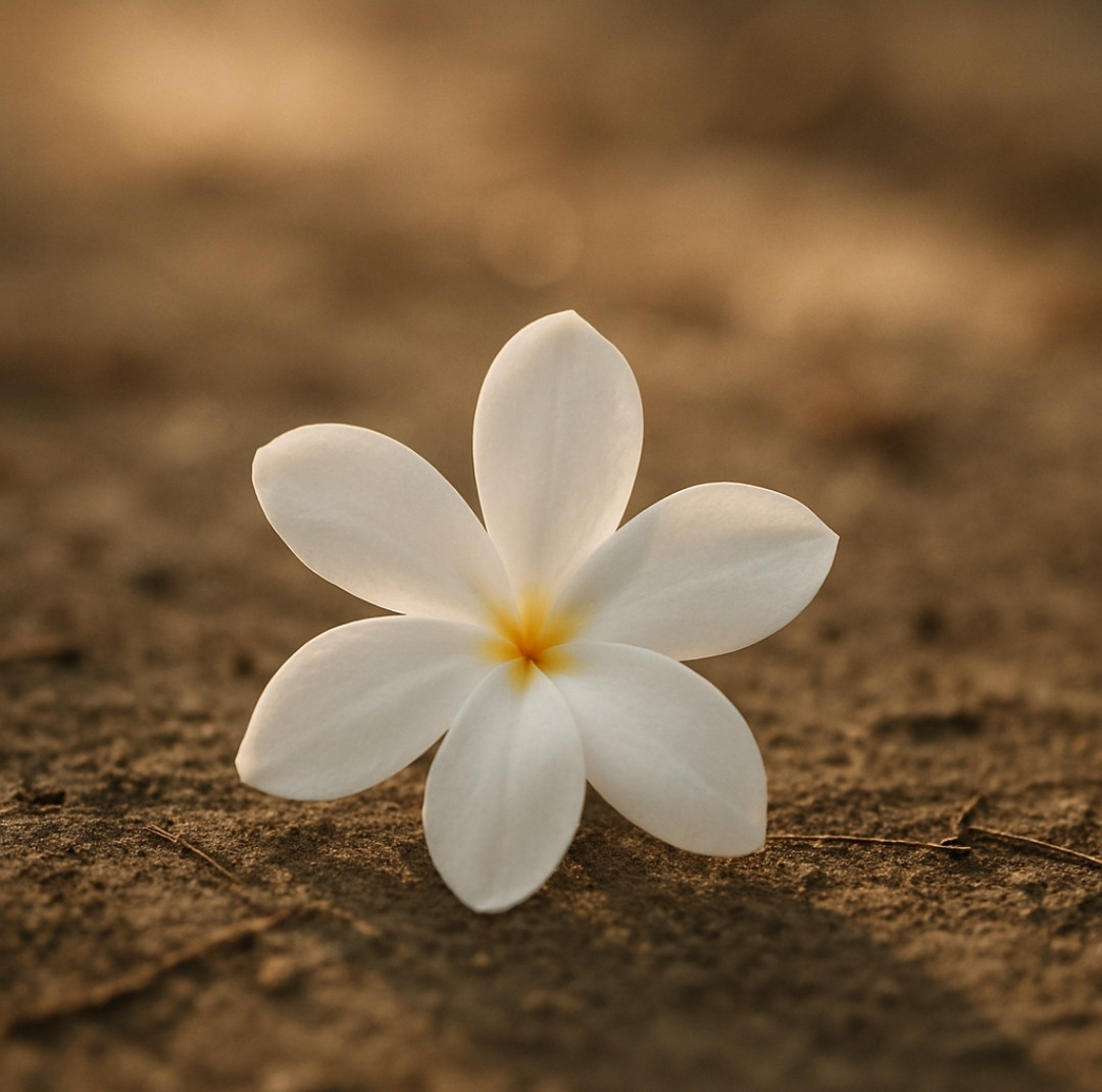 Branca flor
despede-se
desprende-se
para experimentar
sua liberdade.

Cinco asas alvas,
em espiral ela desce
despindo-se
despedindo-se
como que sorrindo
Para tudo à sua volta.

Pousa no chão
em meio a flores e folhas
secas e moribundas.

Se tivesse olhos,
iria fechá-los como quem dorme.
Se tivesse boca,
seria visível um sorrriso enorme:

"Fui linda,
fui livre,
Voei o que pude,
Vi o que pude.

Ah, se houvesse chance,
Faria tudo novamente.

Não sabia que, no fim
da minha existência,
pudesse receber
tão precioso presente..."

E murcha
belamente
em paz.

Alberto Busquets.

#Desafio 124