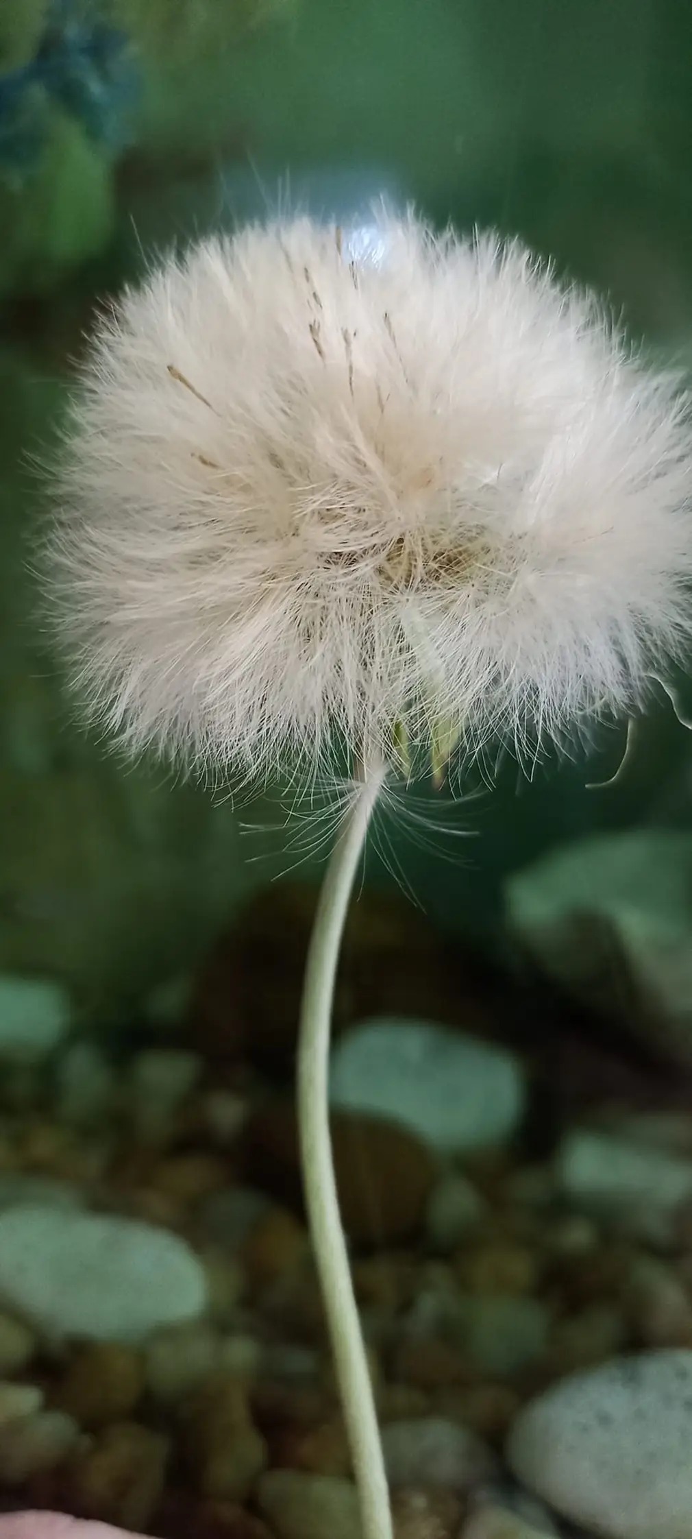 Se permita
Ser um dente de leão 
Dourado numa fase
E bem branquinho noutra
Quando sopra o vento
Voa!
E alcança novas terras
Férteis 
Penetra o solo
Floresce 
Se enche de raios de sol 
Arrefece e frutifica 
Pra sempre 
Recomeçar de novo
O mundo te pertence
Natureza pura.

Eliz Leão