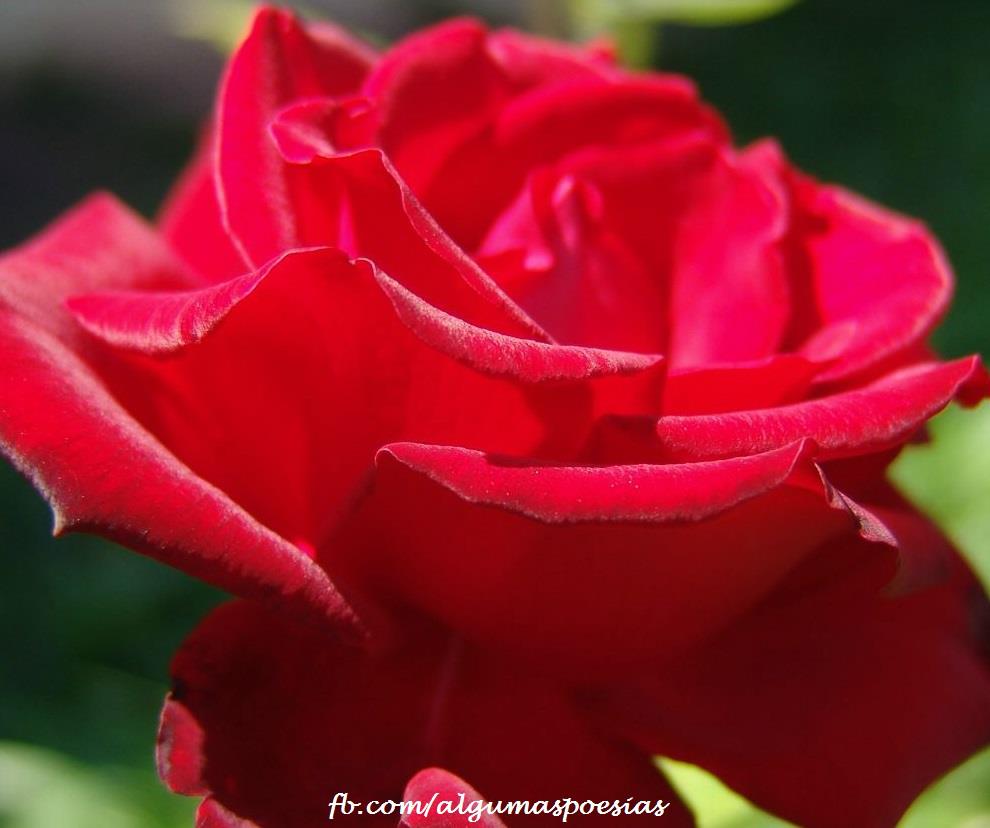Sentimento puro

Se existe um sentimento puro
É o que sinto por você
Se existe desejo profundo
É essa vontade de te ter
Mesmo que por um segundo
Não consegui te esquecer
Se voltar, amor eu juro,
Você não vai se arrepender
Vou te amar bem mais que tudo
Muito feliz vou te fazer
Se vier amor eu juro
Nunca mais vou te perder


Todo o amor desse mundo
Vou pra você oferecer
Vou te entregar meu futuro
A minha vida vai ser só você
Meu coração lá no fundo
Só quer voltar a bater
Sem você, amor eu juro,
Eu não posso mais viver
Vou te amar bem mais que tudo
Muito feliz vou te fazer
Se vier amor eu juro
Nunca mais vou te perder

Eder Beraldo Junior

Referências originais:
Facebook: https://www.facebook.com/photo.php?fbid=346138245476025
Export: facebook-algumaspoesias-19_5_2026-8zX610Ht.zip
Data original: 2012-09-23 20:47:43
