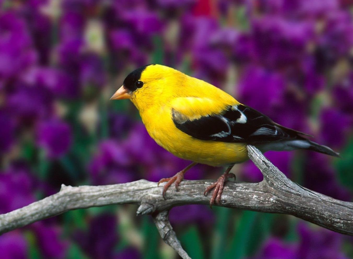 Natureza da Paixão

Acordar com o cantar dos pássaros
Poder tocar o céu, deixar o Sol brilhar,
Pisar na grama, caminhar descalço
Sentir a água da chuva purificar

Meu Deus não quero viver outra vida
Quero poder sentir bater o coração
Eu quero ver de forma colorida
O que não via antes sem sua paixão

Como faz bem sentir a natureza
Como é gostoso colher o que plantar
Pois na verdade a maior beleza
Está nos olhos de quem pode admirar

E quando a Lua aparecer no espaço
E uma doce brisa vir te refrescar
O seu desejo vai falar mais alto
E nesse clima você vai se entregar

Meu Deus não quero viver outra vida
Quero poder sentir bater o coração
Eu quero ver de forma colorida
O que não via antes sem sua paixão.

@[100063464780171:2048:Eder Beraldo Junior]

Referências originais:
Facebook: https://www.facebook.com/photo.php?fbid=402388443184338
Export: facebook-algumaspoesias-19_5_2026-8zX610Ht.zip
Data original: 2013-02-04 00:52:58