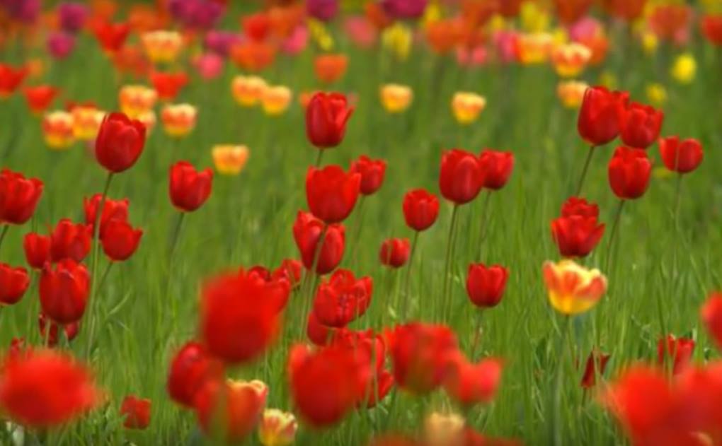 Primavera (Eder B. Jr.)

Tudo que existe vai começar
Com sua origem de algum lugar
Vindo de um sim ou de um não
Mas nem sempre tem explicação
Começo de estação
Do inverno se chega ao verão

Tudo vai vingar
Tudo vai brotar
Tudo vai voltar
Vai se recriar

Tudo vai vingar
Tudo vai brotar
Tudo vai voltar
Vai se recriar

E surge a tormenta
Algo que arrebenta
Vai desmoronar
Vai se apagar

O fogo que esquenta
O som de quem lamenta
Vai nos acertar
Vai nos derrubar

Tudo que chegou ao fim
Tudo que se fez de mim
Flores de algum jardim
Cantos de um serafim

Tudo que chegou ao fim
Tudo que se fez de mim
Flores de algum jardim
Cantos de um serafim

Não vou mais aguentar
Não vou suportar
Depois de tudo isso
Vou me entregar...

A paz, então, ressurgiu
E se redescobriu
Vou me transformar 
Outra vez amar

Vou recuperar
De novo encantar
E recomeçar
E reconquistar

A flor que desabrocha
A luz que surge e mostra
Paixão que acalenta
Razão que orienta

Tudo vai vingar
Tudo vai brotar
Tudo vai voltar
Vai se recriar

Tudo vai vingar
Tudo vai brotar
Tudo vai voltar
Vai se recriar

Referências originais:
Facebook: https://www.facebook.com/photo.php?fbid=894171260672718
Export: facebook-algumaspoesias-19_5_2026-8zX610Ht.zip
Data original: 2015-11-15 02:02:44