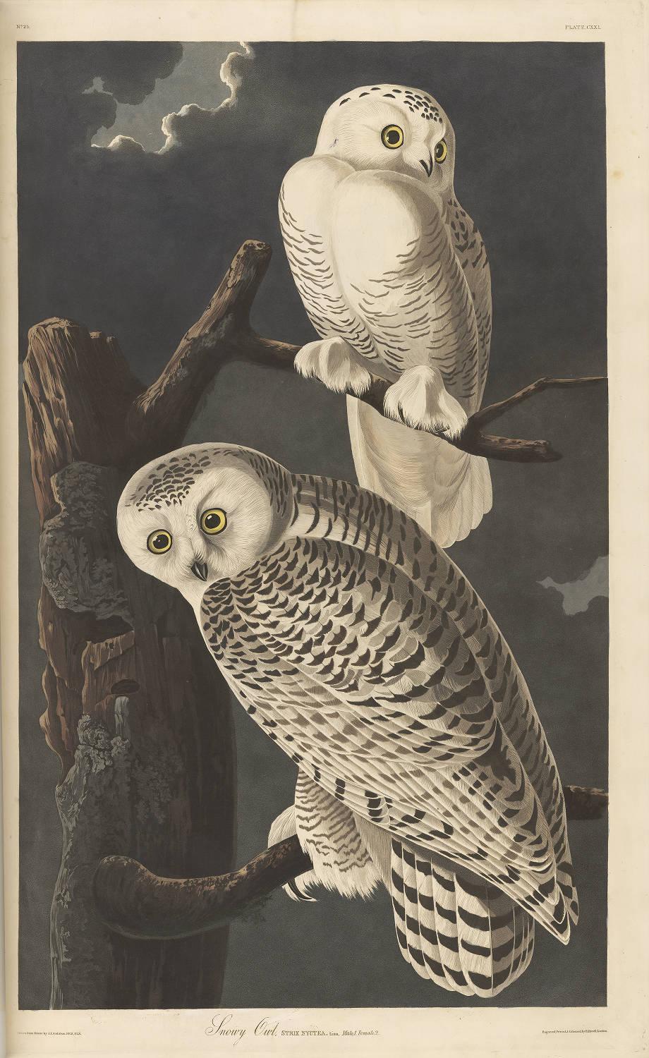 O livro de £ 7,5 milhões no centro da trama dos Pequenos Profetas, Birds of America, publicado em meados do século 19 pelo artista ornitólogo John James Audubon, é um dos tesouros mais valiosos da biblioteca. PG: https://www.gutenberg.org/ebooks/author/41878#books #literatura #ornitologia

Fonte: https://mastodon.social/@gutenberg_org/116158929852059753
#fediverse #literatura