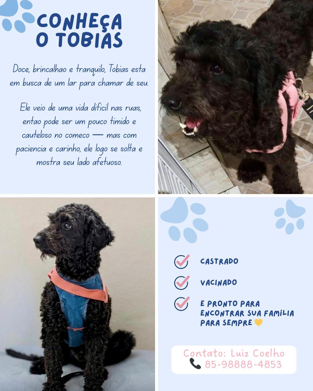 Alguém de fortaleza está a fim de adotar um doguinho?Repassando anúncio do whatsapp#adocao #pets #cachorro

Fonte: https://conversafiada.net/@_tissa_/116393633006040822
#fediverse #livro #literatura